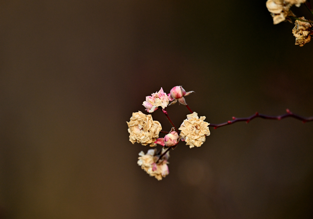 枯れた姿も美しく　②