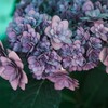 豪華な紫陽花