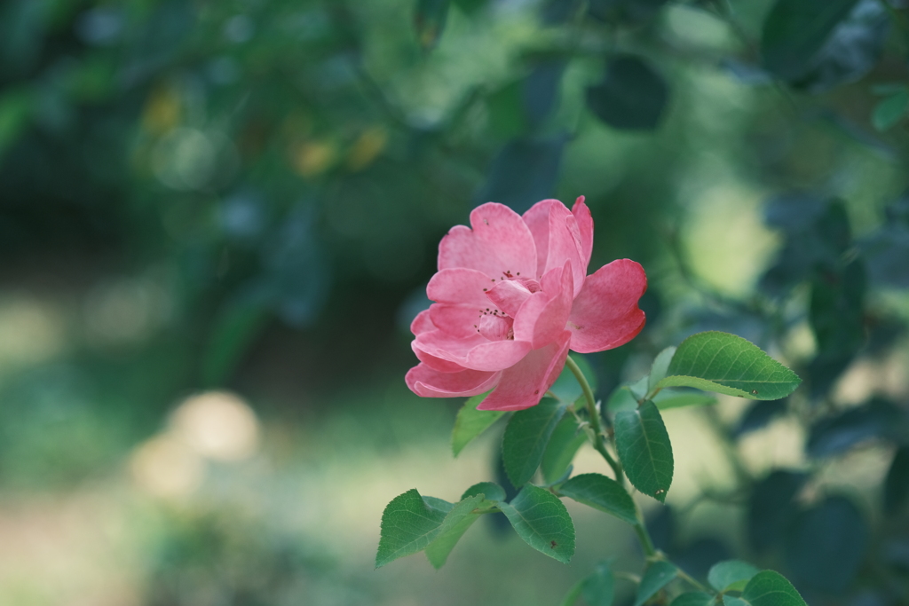 猛暑日の薔薇