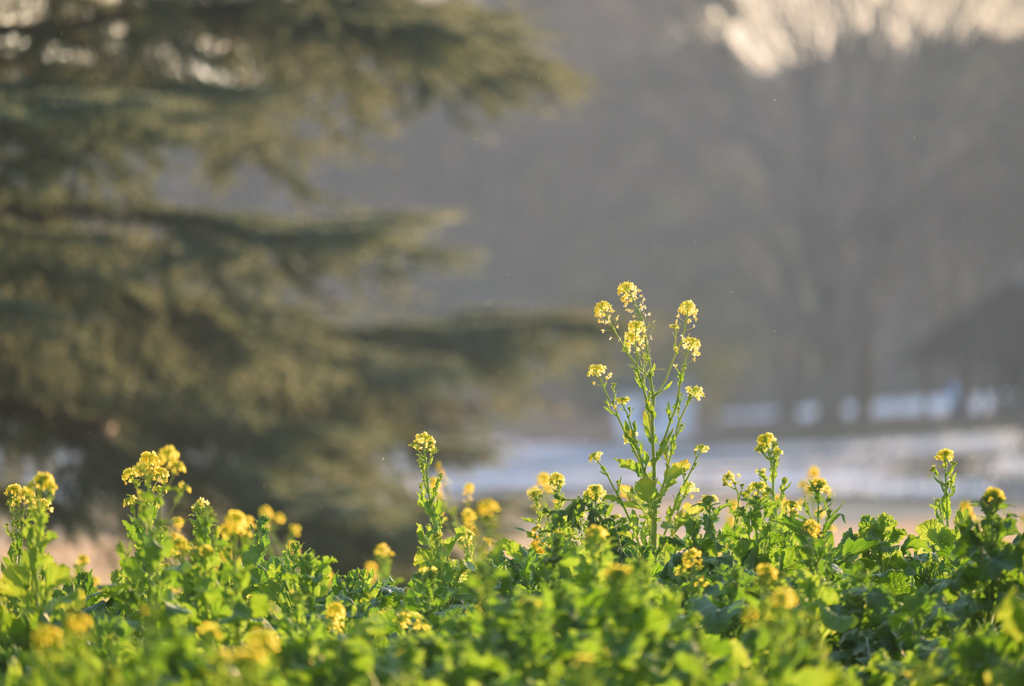 春の足音が…♪