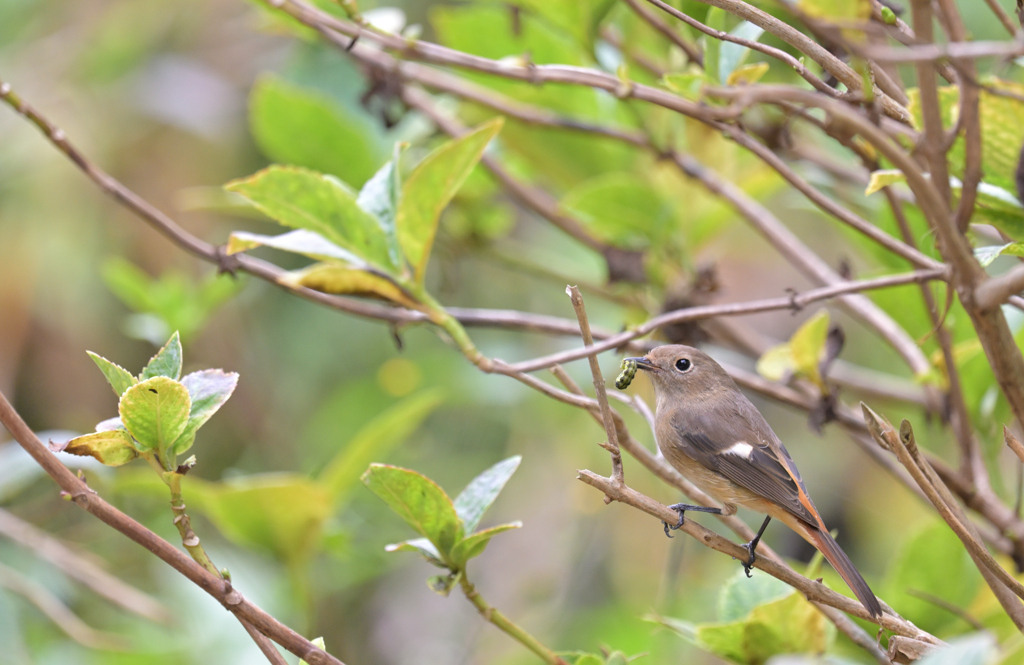 スタート°˖✧˖