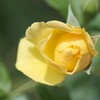 黄薔薇
