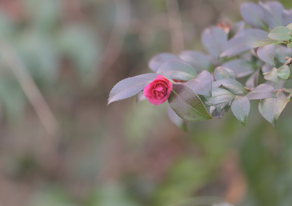 早春の花　②