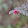 早春の花　②