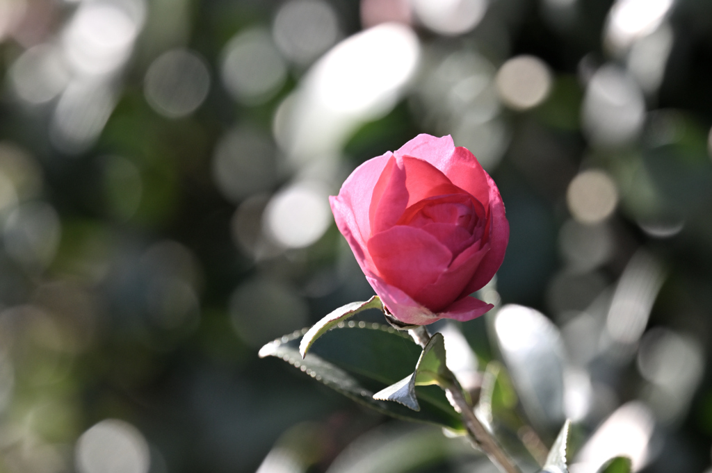 山茶花の咲くころ