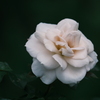 渋い白薔薇