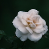渋い白薔薇