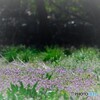 遠い春