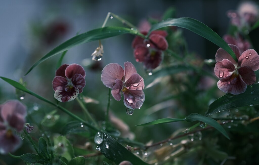 雨上がりの朝に　②