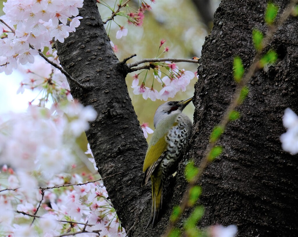 アオゲラさんのお花見