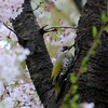 アオゲラさんのお花見