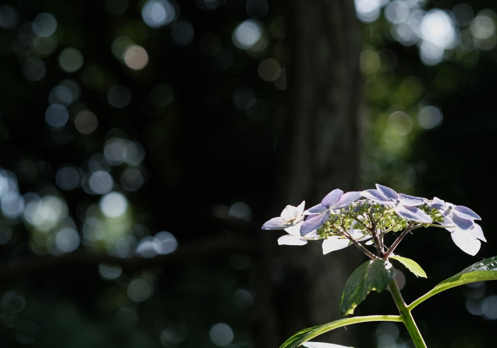 陽ざしの中の紫陽花
