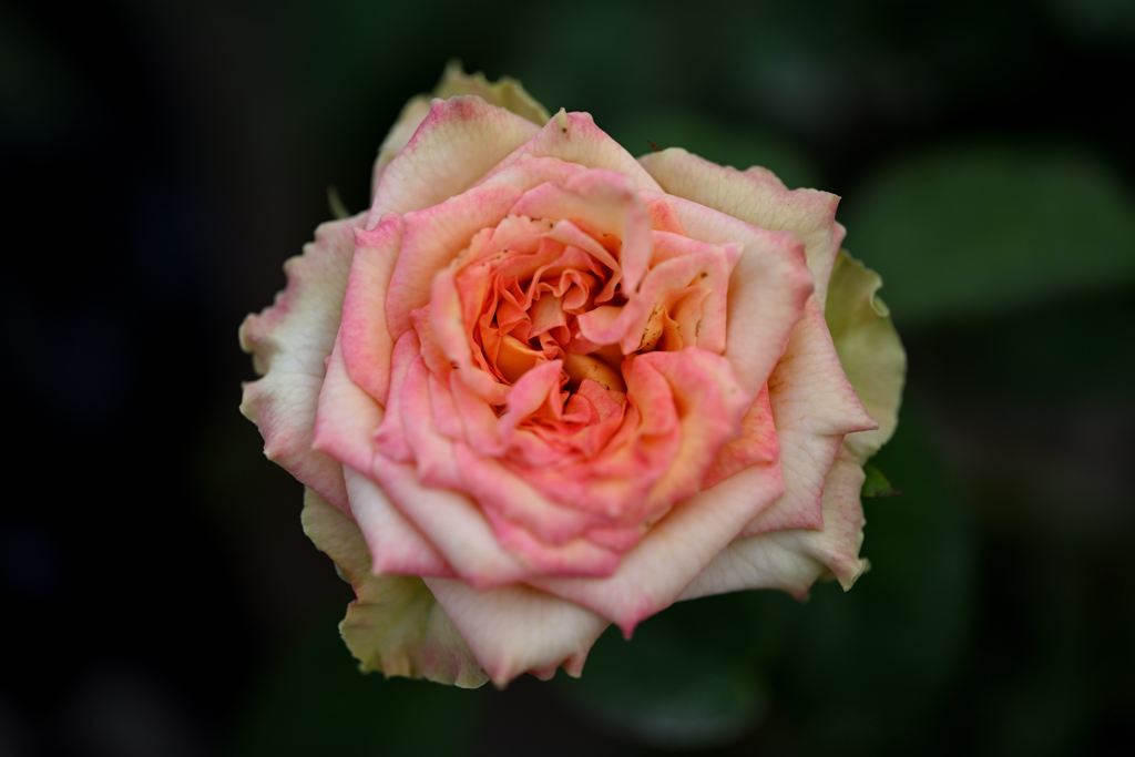 ✿秋に向かう頃✿　