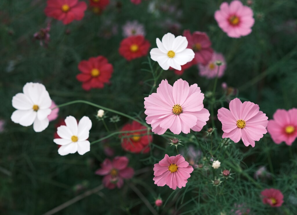 秋桜