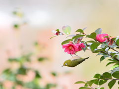 やっぱり山茶花が好き