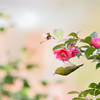 やっぱり山茶花が好き