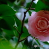 私の好きな花