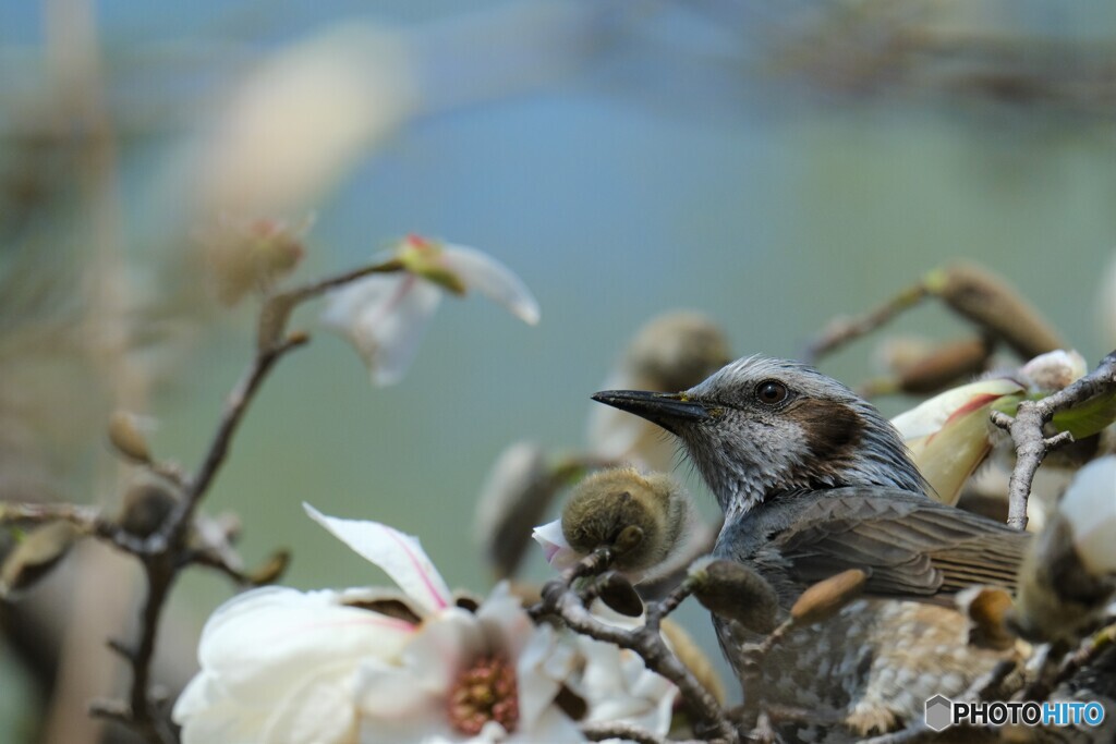 花と同化しとる