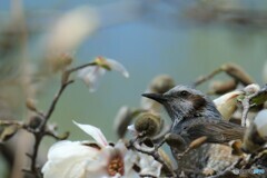 花と同化しとる