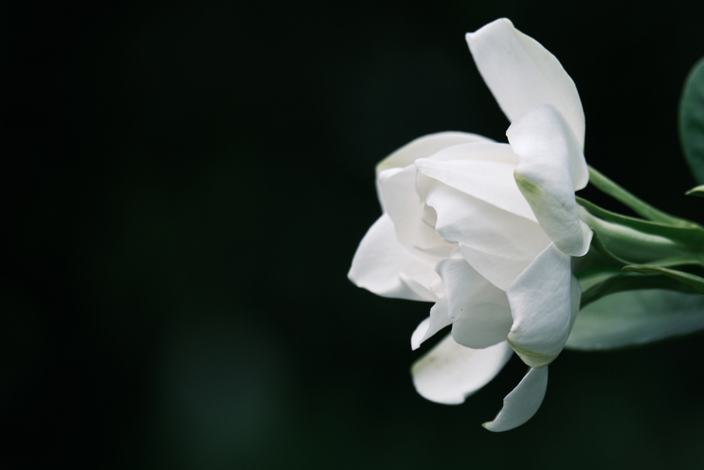 くちなしの花
