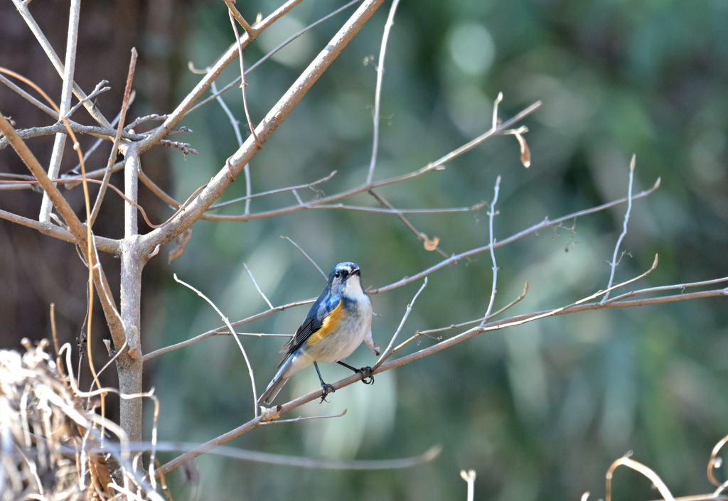 瑠璃を探しに…②