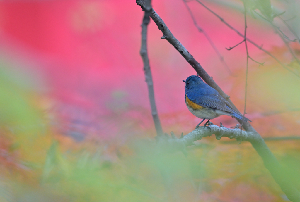 紅葉と青い鳥*:･ﾟ✧②