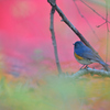 紅葉と青い鳥*:･ﾟ✧②