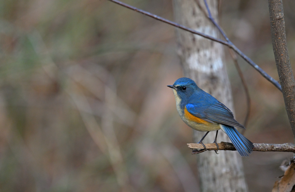 新年の青い鳥　ルリオ君