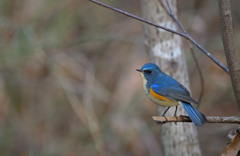 新年の青い鳥　ルリオ君