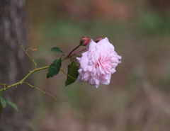 秋に咲く薔薇