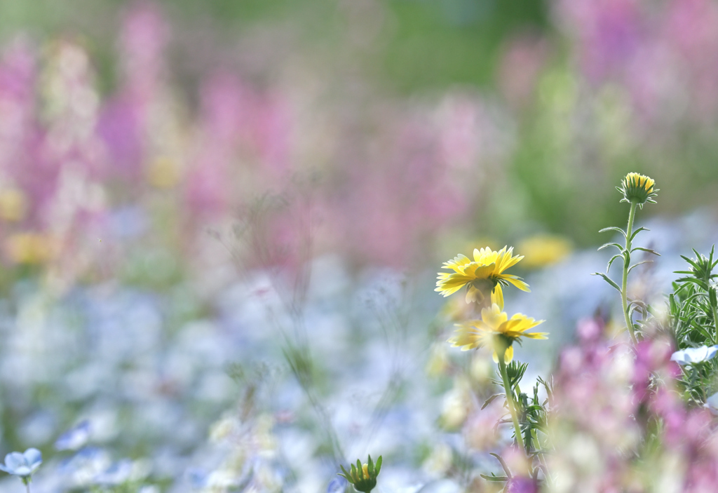 春の花ばたけ✿