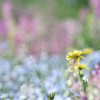 春の花ばたけ✿