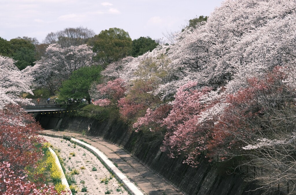 私の春景色