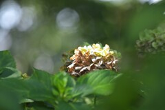去り行く季節