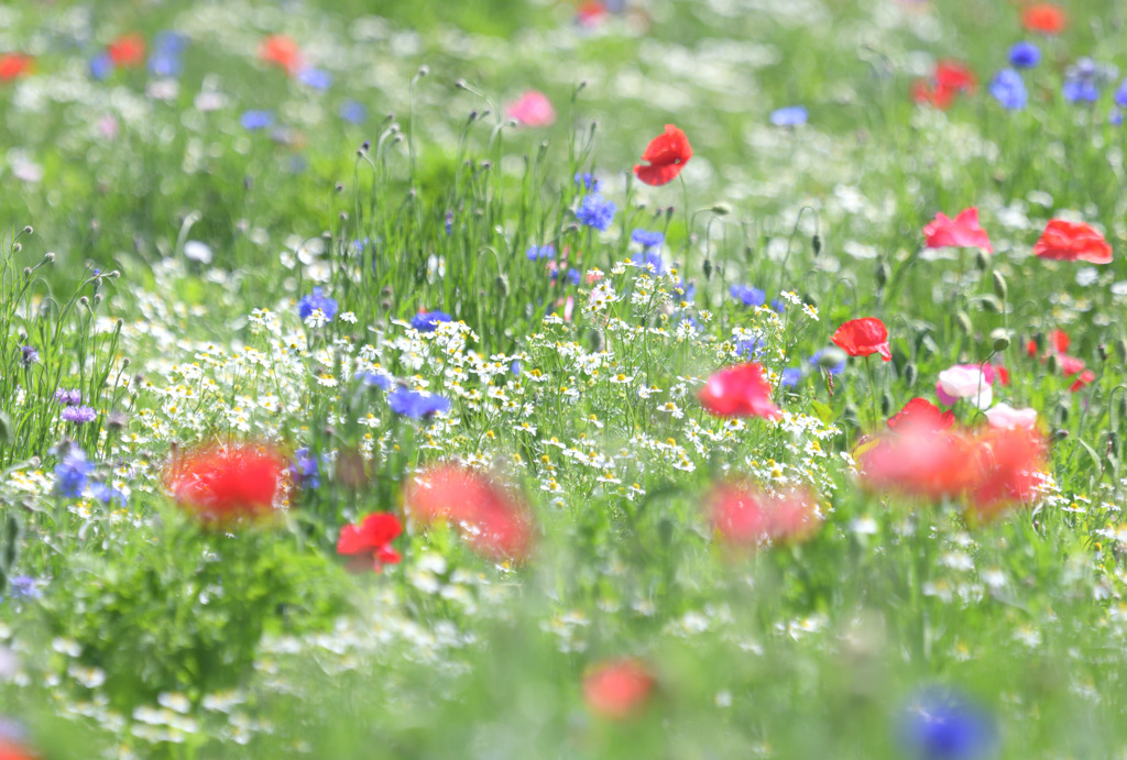 花に癒されて✿°˖✧・・・①