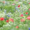 花に癒されて✿°˖✧・・・①