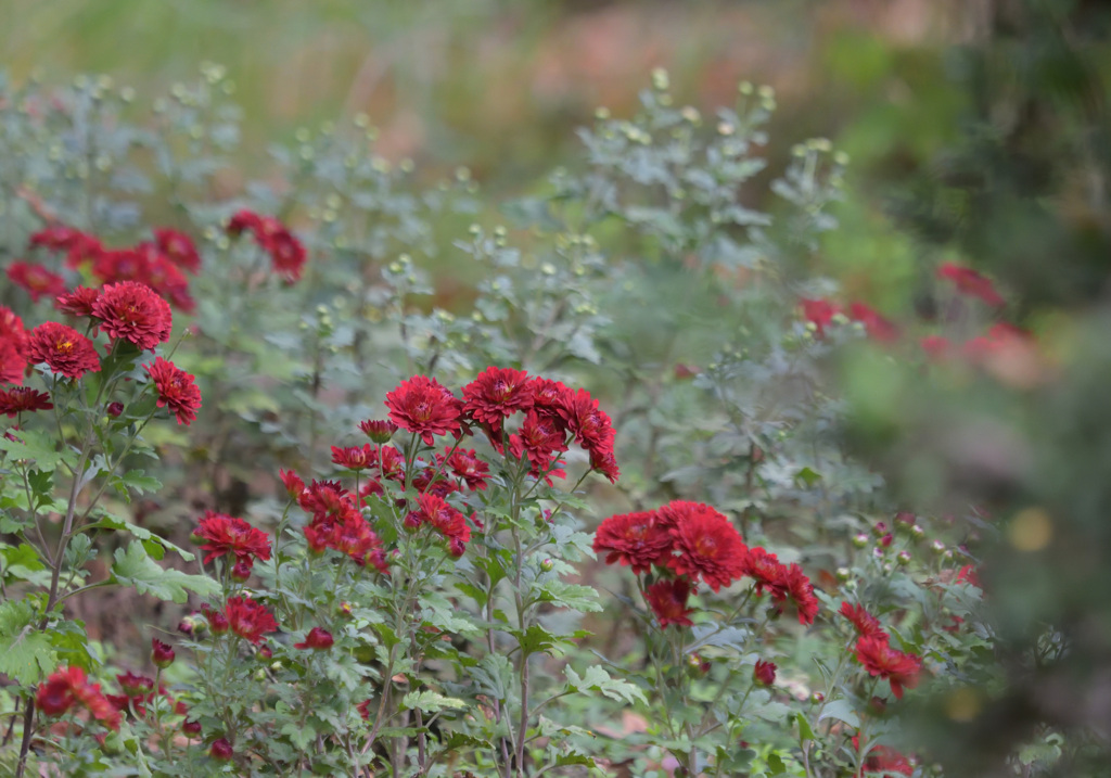 公園の花壇にて