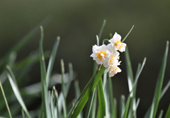 早春の花　①