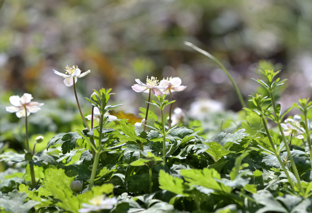 春の野の花　①