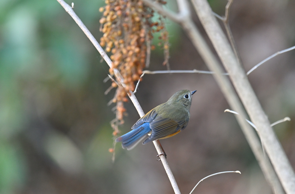 新年の青い鳥　ルリ子ちゃん