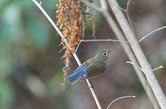 新年の青い鳥　ルリ子ちゃん