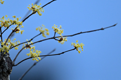 小さな花火のよう