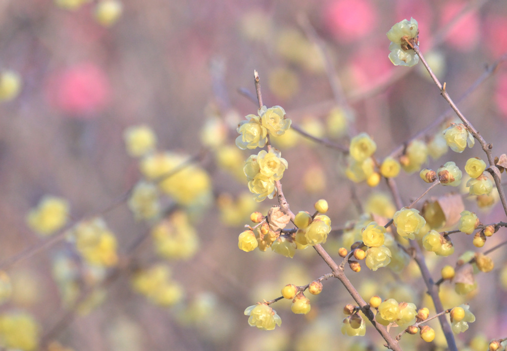 早春の花　③