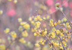 早春の花　③