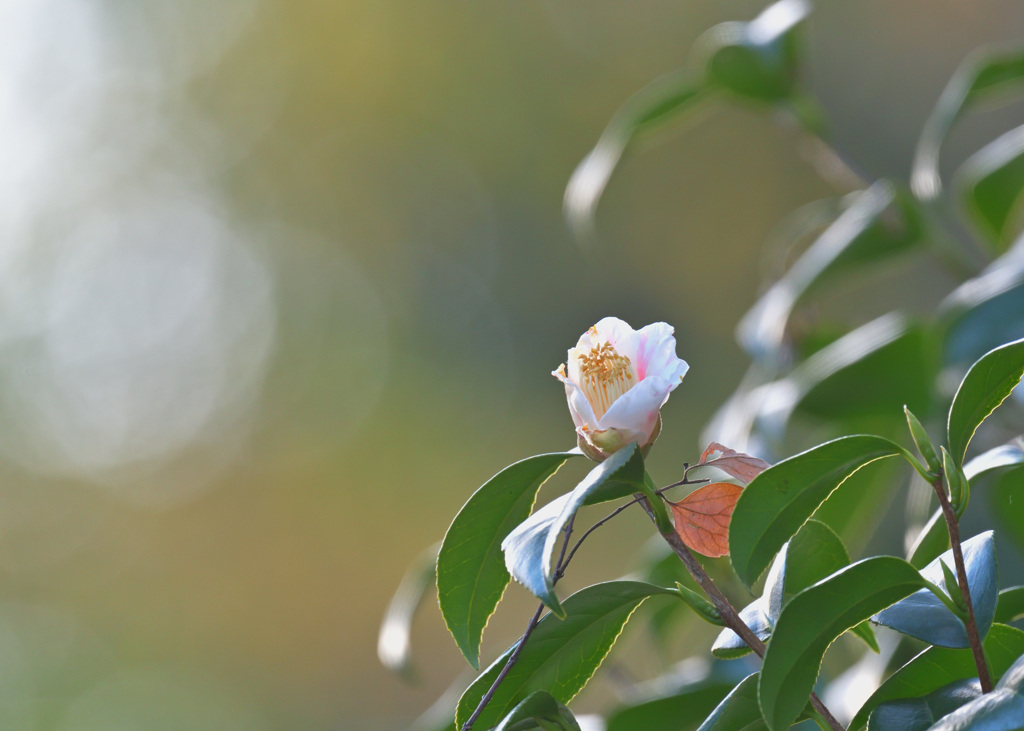 冬の花