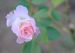 うすもも色の薔薇