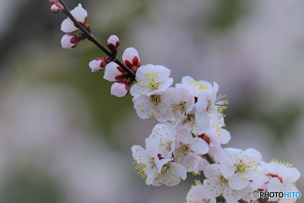 春のやわらかい陽だまり