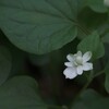 ひっそり