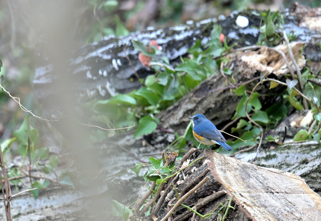 瑠璃を探しに…③
