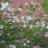 アベリア